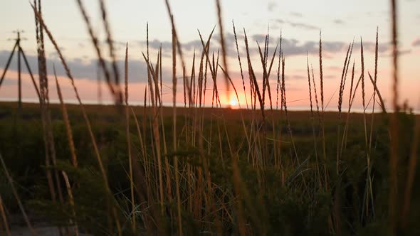 Silhouetted Long Grass Stand Tall in a Field As Incredible Orange Setting Sun Light Shines Through