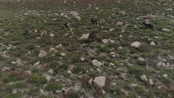 A Herd of Goats in the Portuguese Highlands