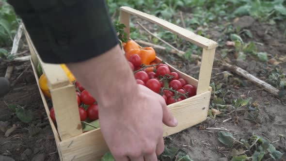 Farmer Holding a Box of Freshly Picked Organic Vegetables