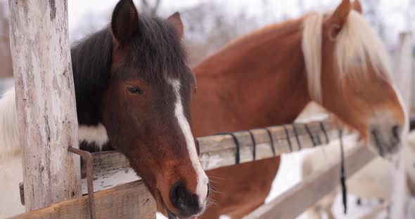 Two Brown Horses Near Fence at the Winter Day