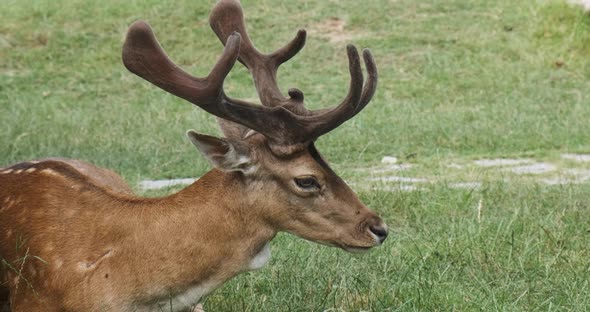 Closeup Red Deer Lies on Green Grass in Summer Day