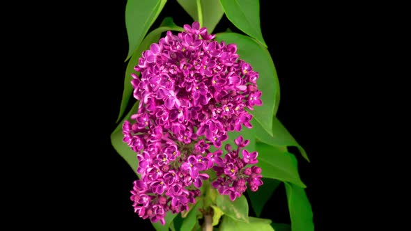 Beautiful Time Lapse of Opening Violet Flower of Lilac on a Black Background