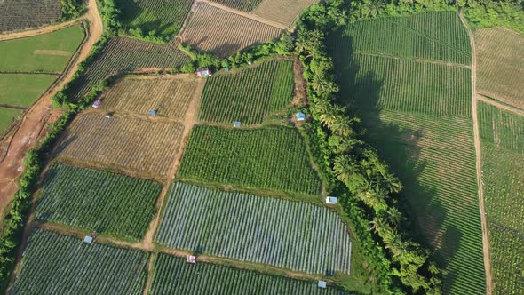 Aerial view cultivated vegetable farm