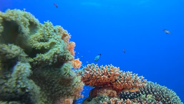 Beautiful Tropical Coral Garden