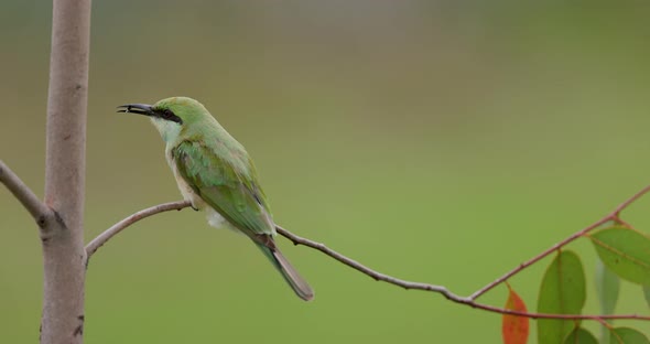 Fly in with back of a Juvenile Small Green Bee eater with a Kill and landing on a perch