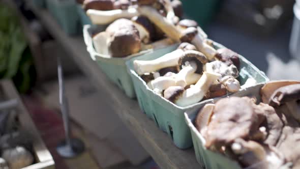 Medium tight shot of organic oyster, olive oyster ling and wine cap mushrooms at a farmers market.