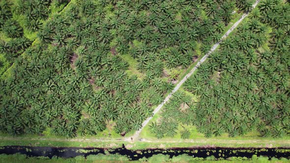 Aerial View of The Palm Oil Estates