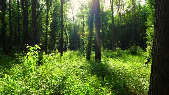 Summer Forest Inside