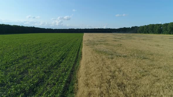 Aerial Drone Footage. Low Flight Over Two Field, Wheat and Corn Fields