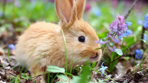 Young Fluffy Easter Red Bunny Animal Sits on Blooming Spring Meadow