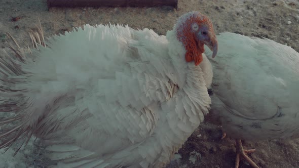 Turkeys on Snowy Ground on Farm