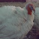 Turkeys on Snowy Ground on Farm - VideoHive Item for Sale
