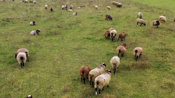 Many brown sheep on pasture. 