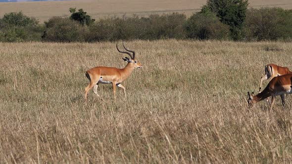 980444 Impala, aepyceros melampus, Male and Females, Masai Mara Park in Kenya, running, slow motion