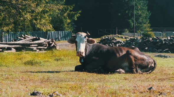 Cow Lies on the Lawn and Looks Into the Camera and Exhales Steam From Nostrils