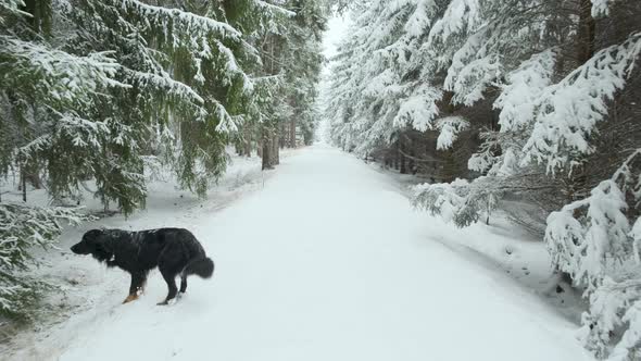 Active Dog pet Hovawart Running Winter Forest In Snowy Day at winter season forest landscape