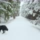 Active Dog pet Hovawart Running Winter Forest In Snowy Day at winter season forest landscape - VideoHive Item for Sale