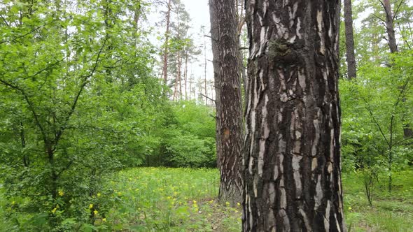 Wild Forest Landscape on a Summer Day