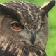 Eurasian Great Eagle Owl - VideoHive Item for Sale