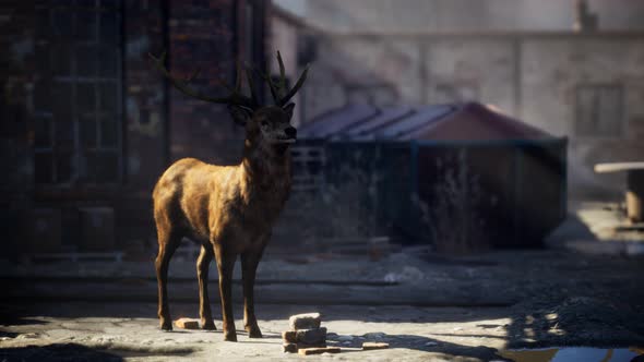 Wild Deer Rooming Around the Streets in Abandoned City alt