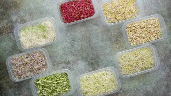 Various Kind Healthy Microgreen Sprouts in Small Packages Placed on the Stone Background