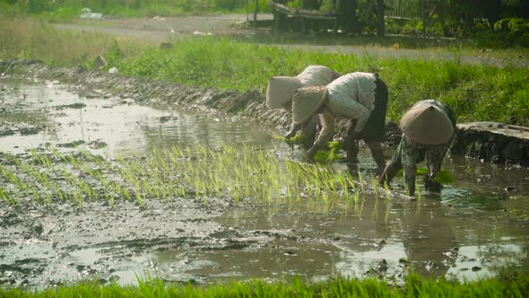 Farmers Are Planting Rice