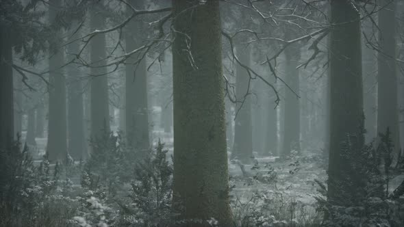 Winter Snowcovered Forest on a Cloudy Day alt