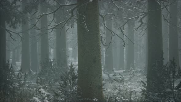 Winter Snowcovered Forest on a Cloudy Day