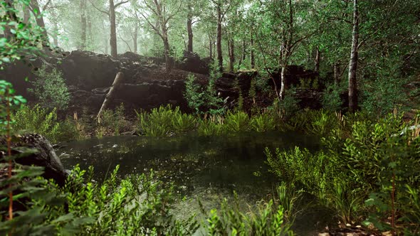 Deciduous Forest is Reflected in the Small Lake