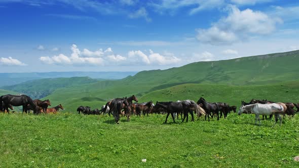 Herd of Horses Grazing in Mountains
