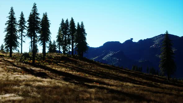 Trees on Meadow Between Hillsides with Conifer Forest