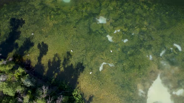 Migratory Birds On A Mossy Lake