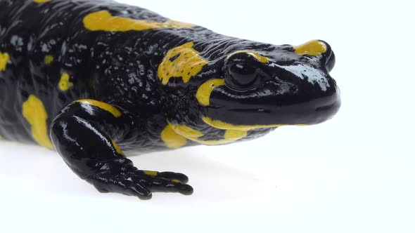 Salamandra Maculosa in White Background