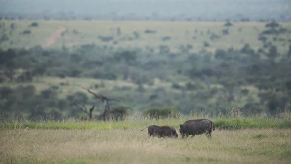 Landscape savannah view of warthogs eating on a grassland, Kenya, Africa