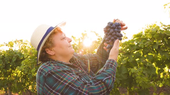 Side View of Woman Winemaker with Hat Shows a Large Red Grape