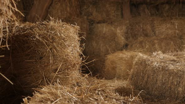 Hay stacks in curing process 4K 2160p 30fps UltraHD tilting footage - Stock of  rectangular bales in