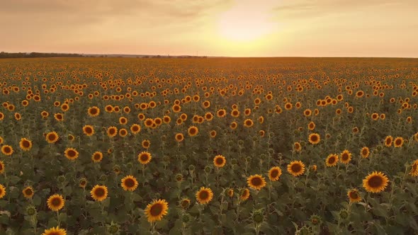 Sunflower Field Aerial View