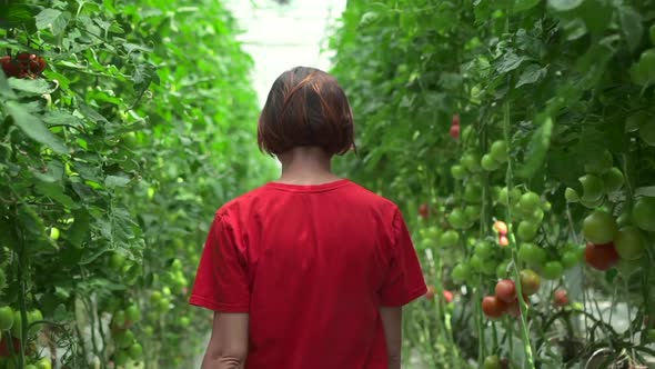 Hydroponic Farm of Woman Walking on Tomato Vegetable Plantation in Light Greenhouse Spbd