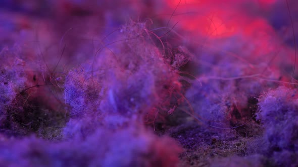 Macro Dust Shots with Hair. The Pollution That the Vacuum Cleaner Collects When Cleaning an