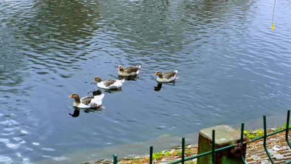 Gray White Ducks Swimming in the Lake