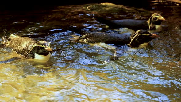 Close-up view of Northern Rockhopper penguins swimming together