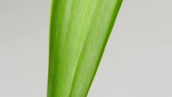 A drop of rain water on a fresh green leaf for a close-up nature background