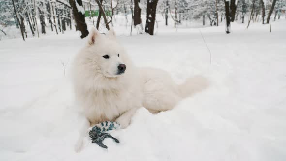 Dog in Winter in the Park