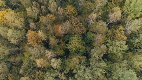 Autumn View of Mixed Forests From Height Flight Over the Golden Trees