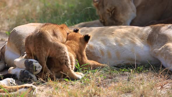 Young lion cubs, Panthera leo suckle gently on their mothers to feed on the open plains of the Mara