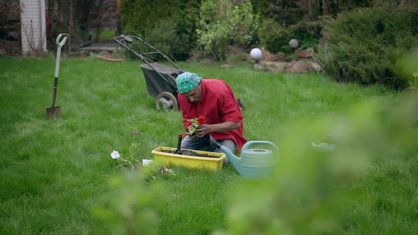 Extreme Wide Shot of Young African American Man Transplanting Red Beautiful Rose in Garden on Summer