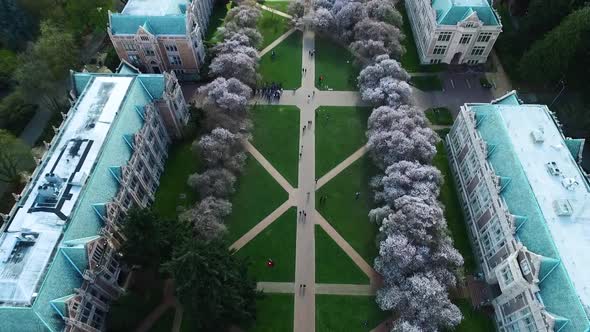 Aerial rising above the University of Washington cherry blossoms, circa 2016.