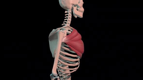 Pectoralis Major Muscles Full Rotation Loop