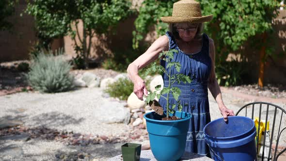 A woman gardener using a hand trowel to scoop fresh soil and fertilizer into a pot for a tomato plan