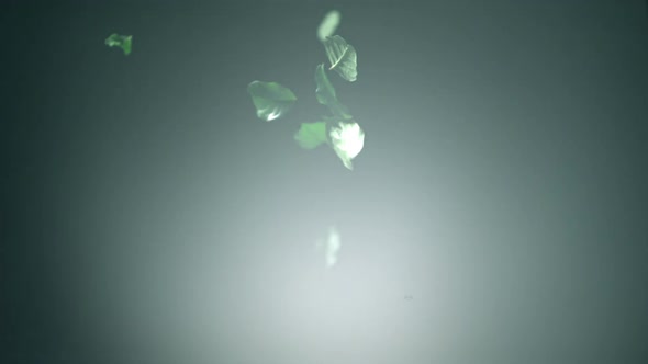 leaf falling into water, Slow Motion